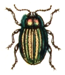 Chrysolina.cerealis